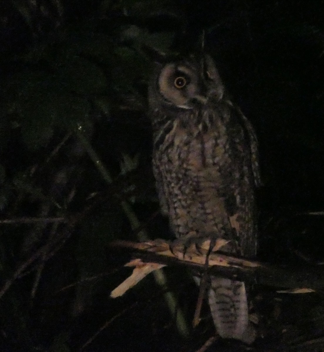 Long-eared Owl - ML105274621