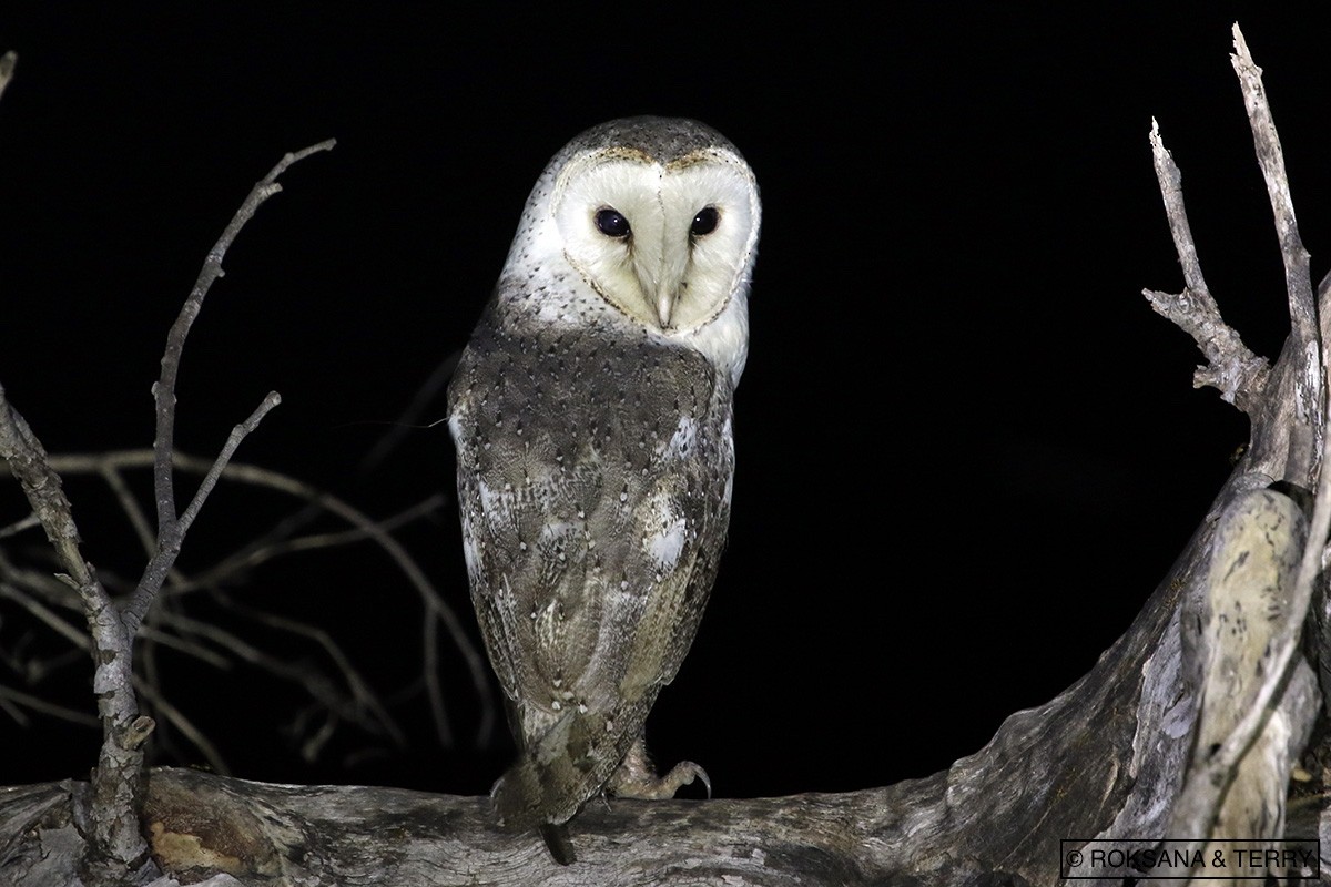 Australian Masked-Owl - Roksana and Terry