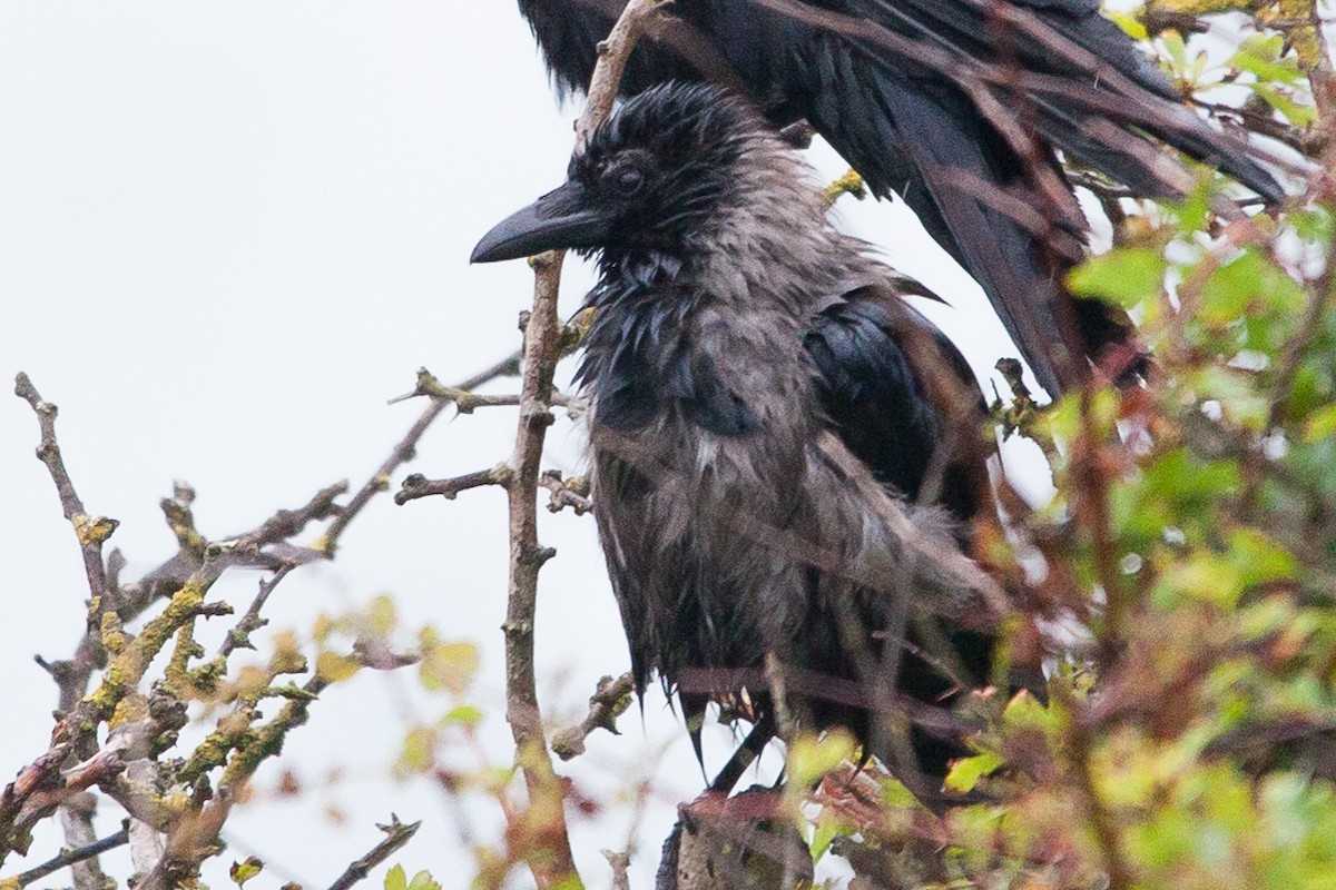 Carrion x Hooded Crow (hybrid) - Alistair Walsh