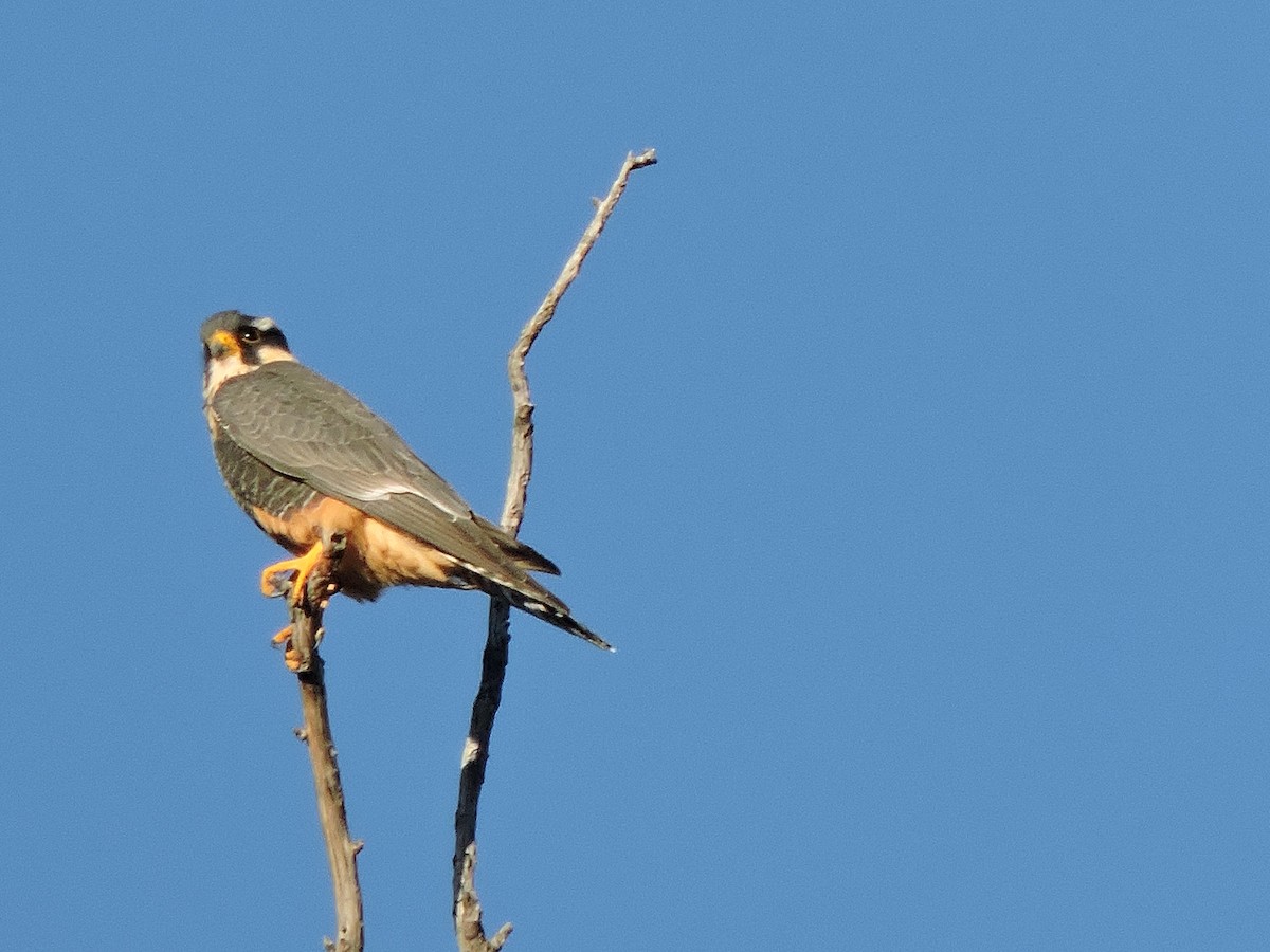 Aplomado Falcon - samuel olivieri bornand