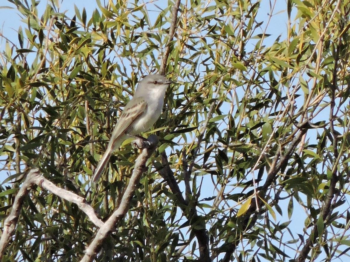 Suiriri Flycatcher - samuel olivieri bornand