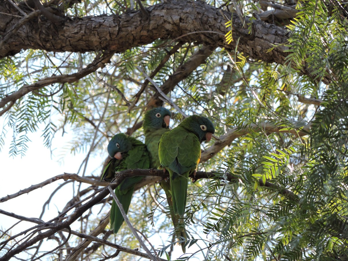 Blue-crowned Parakeet - samuel olivieri bornand