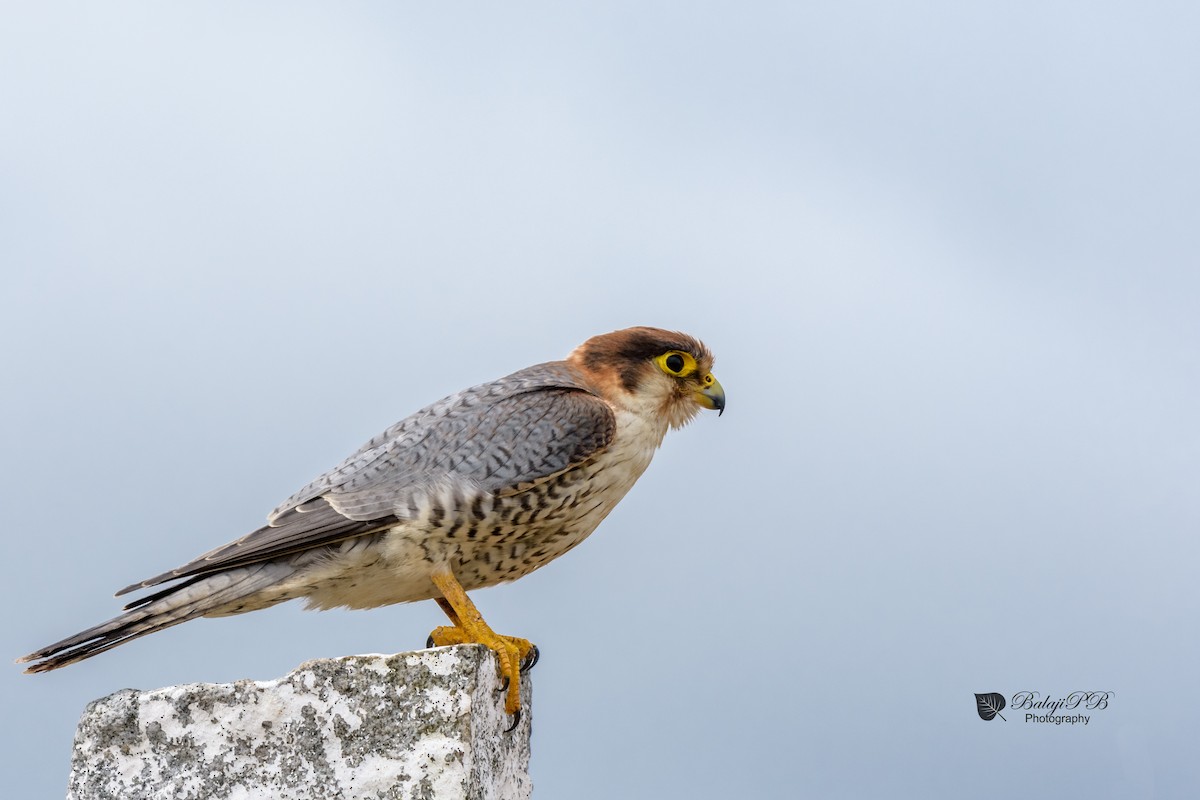 Red-necked Falcon - Balaji P B