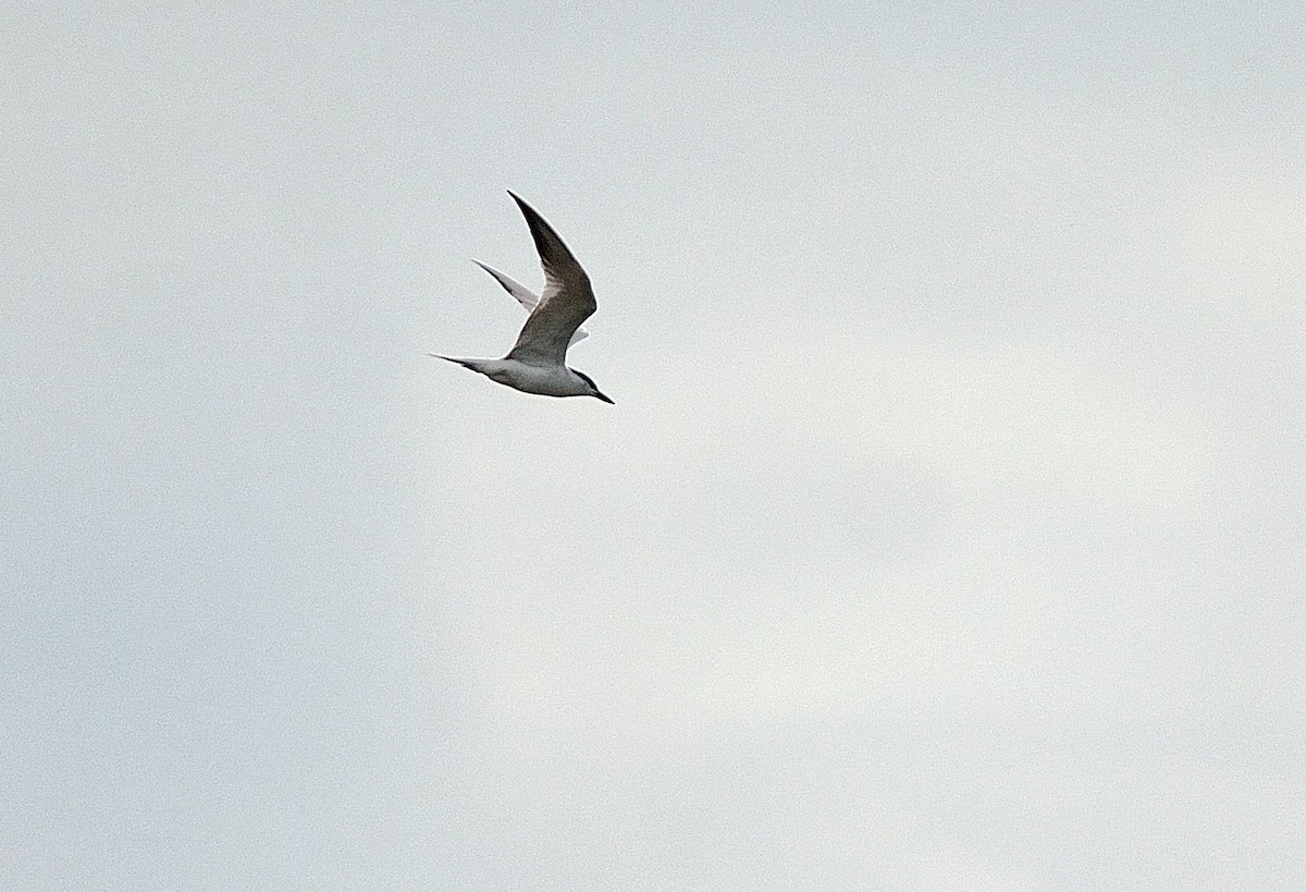 Common Tern - Weber Tsai