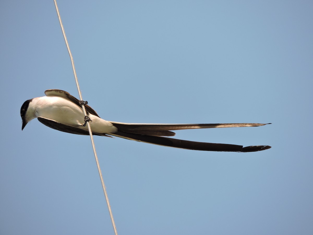 Fork-tailed Flycatcher - samuel olivieri bornand