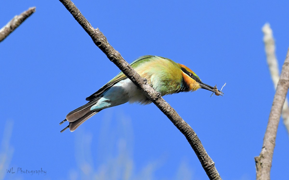 Rainbow Bee-eater - ML105281751