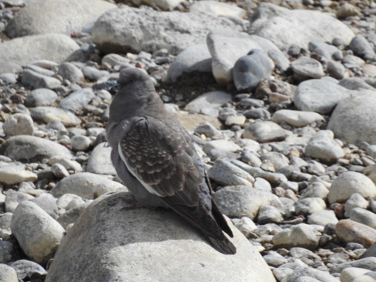 Spot-winged Pigeon - ML105283401