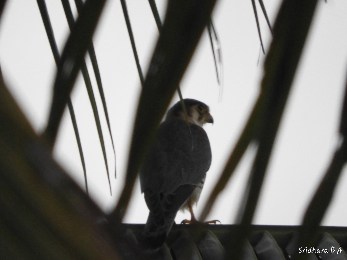 Red-necked Falcon - ML105287011