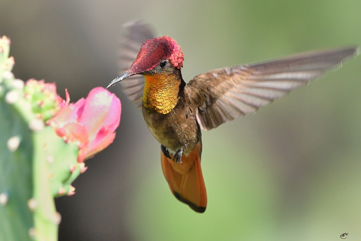 kolibřík červenohlavý - ML105287191