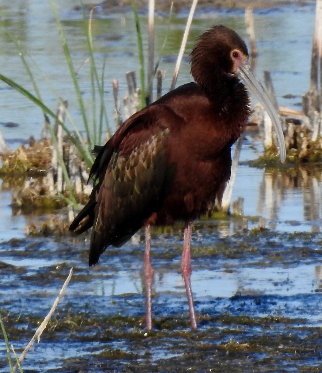 White-faced Ibis - Lauri Taylor