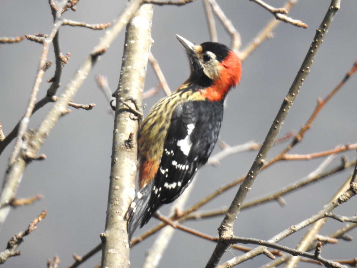 Crimson-naped Woodpecker - ML105291561
