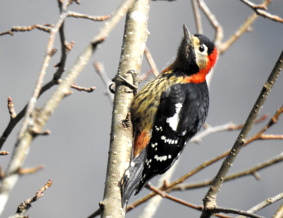 Crimson-naped Woodpecker - ML105291791