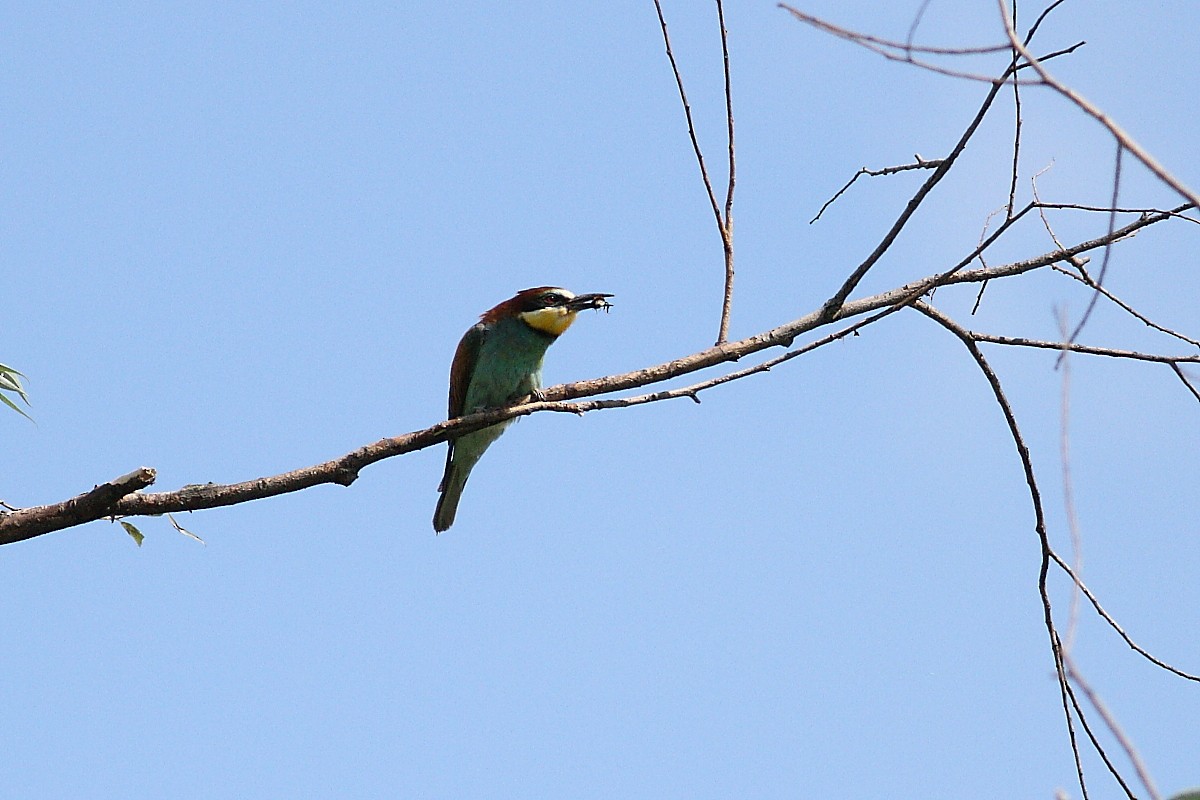 European Bee-eater - ML105292711