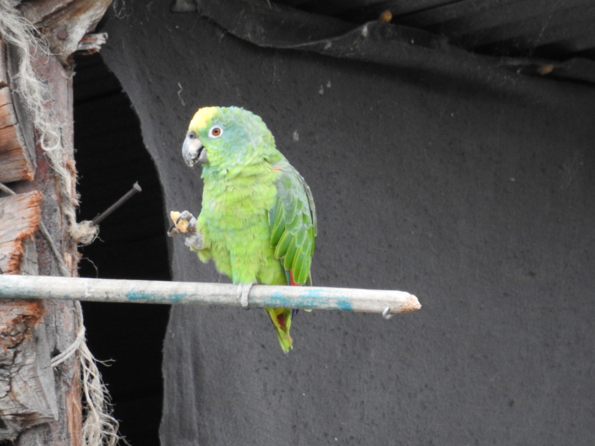 Yellow-crowned Parrot - Johana Zuluaga-Bonilla