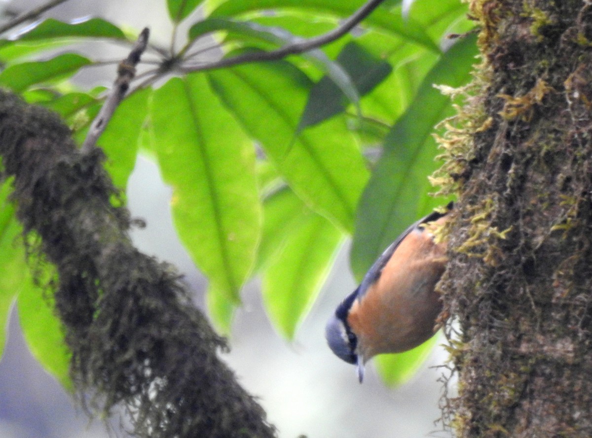 White-tailed Nuthatch - ML105294091