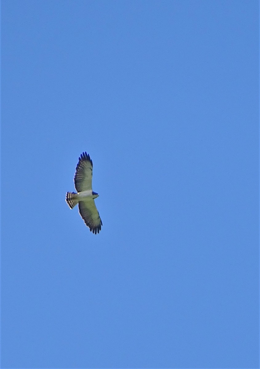 Short-tailed Hawk - Alfonso Auerbach