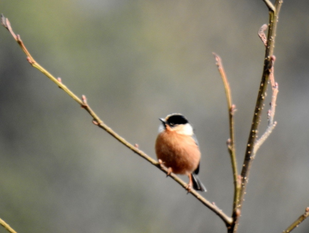 Black-browed Tit (Rufous-fronted) - ML105295951