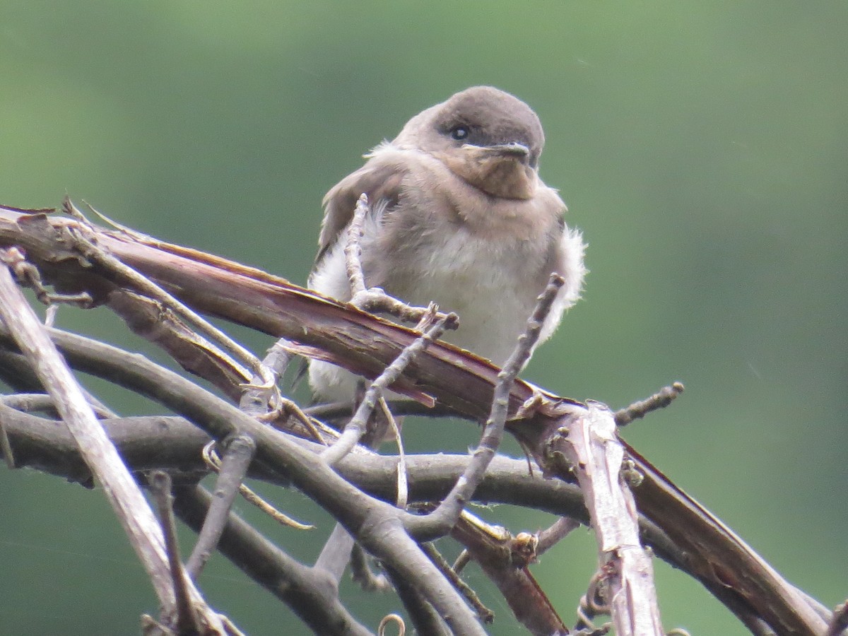 Northern Rough-winged Swallow - Greg Hanisek