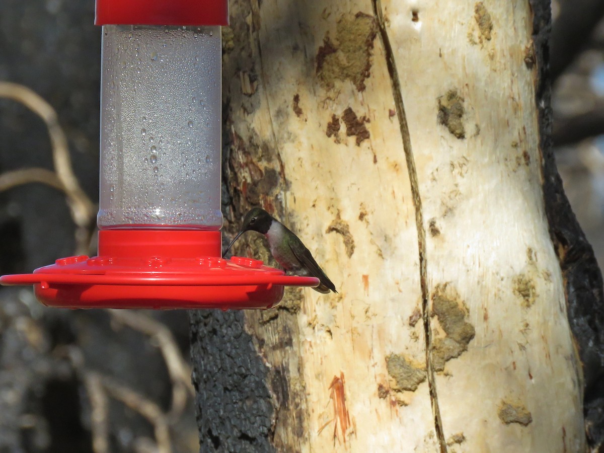Black-chinned Hummingbird - ML105297121