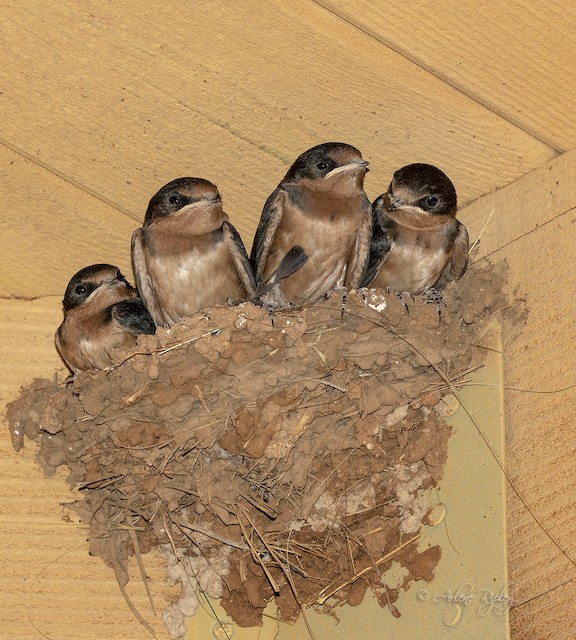 Juvenile Barn Swallows on nest. - Barn Swallow - 