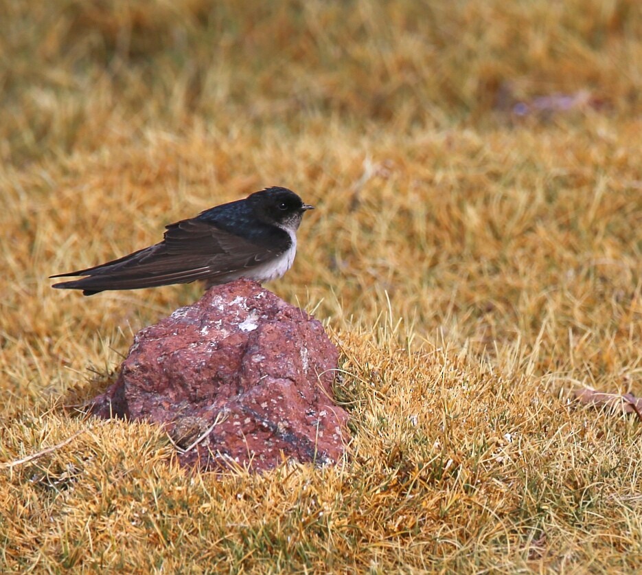 Andean Swallow - ML105297891