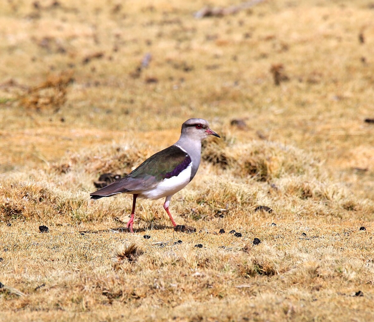 Andean Lapwing - ML105298821