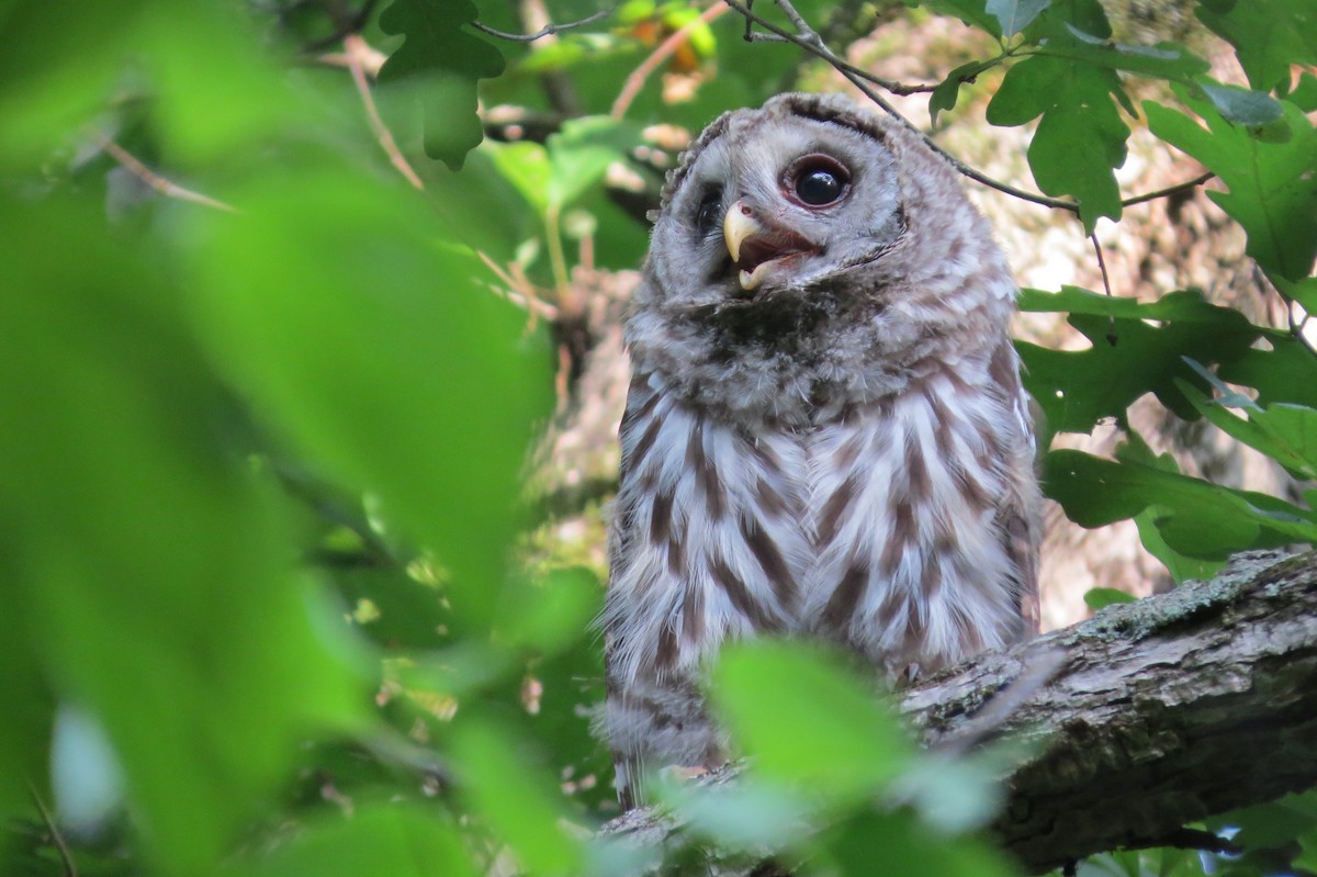 Barred Owl - Janet Paisley