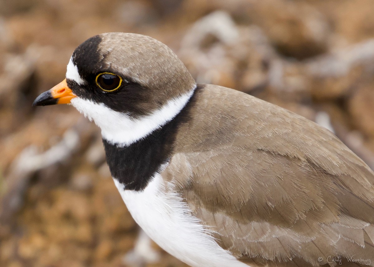 Semipalmated Plover - ML105300101