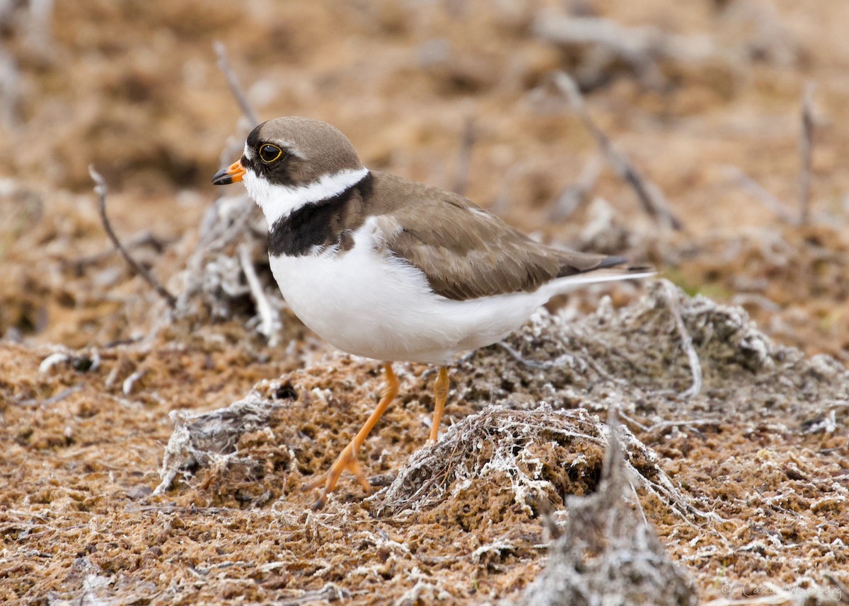 Semipalmated Plover - ML105300111