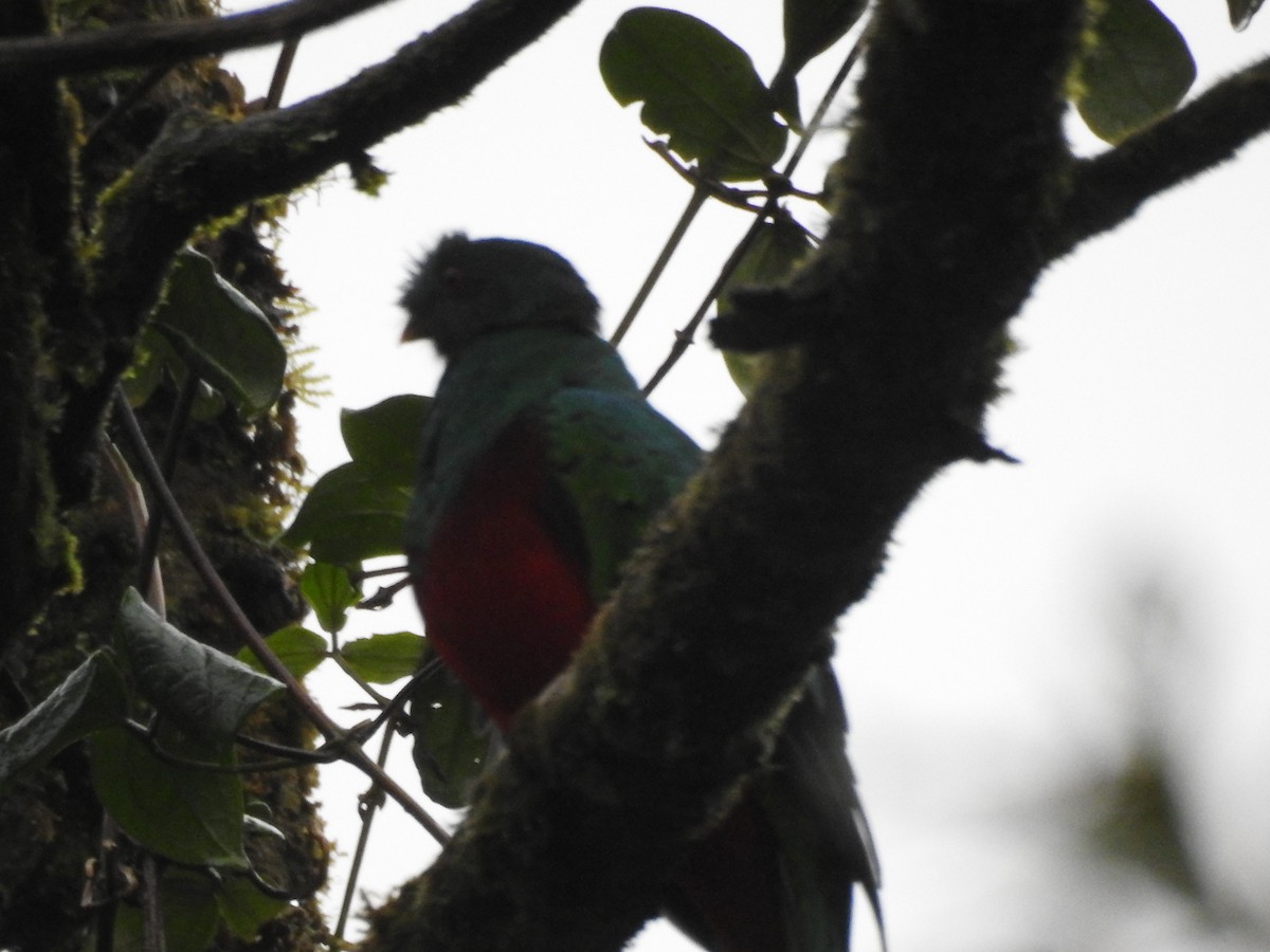 Crested Quetzal - ML105301821