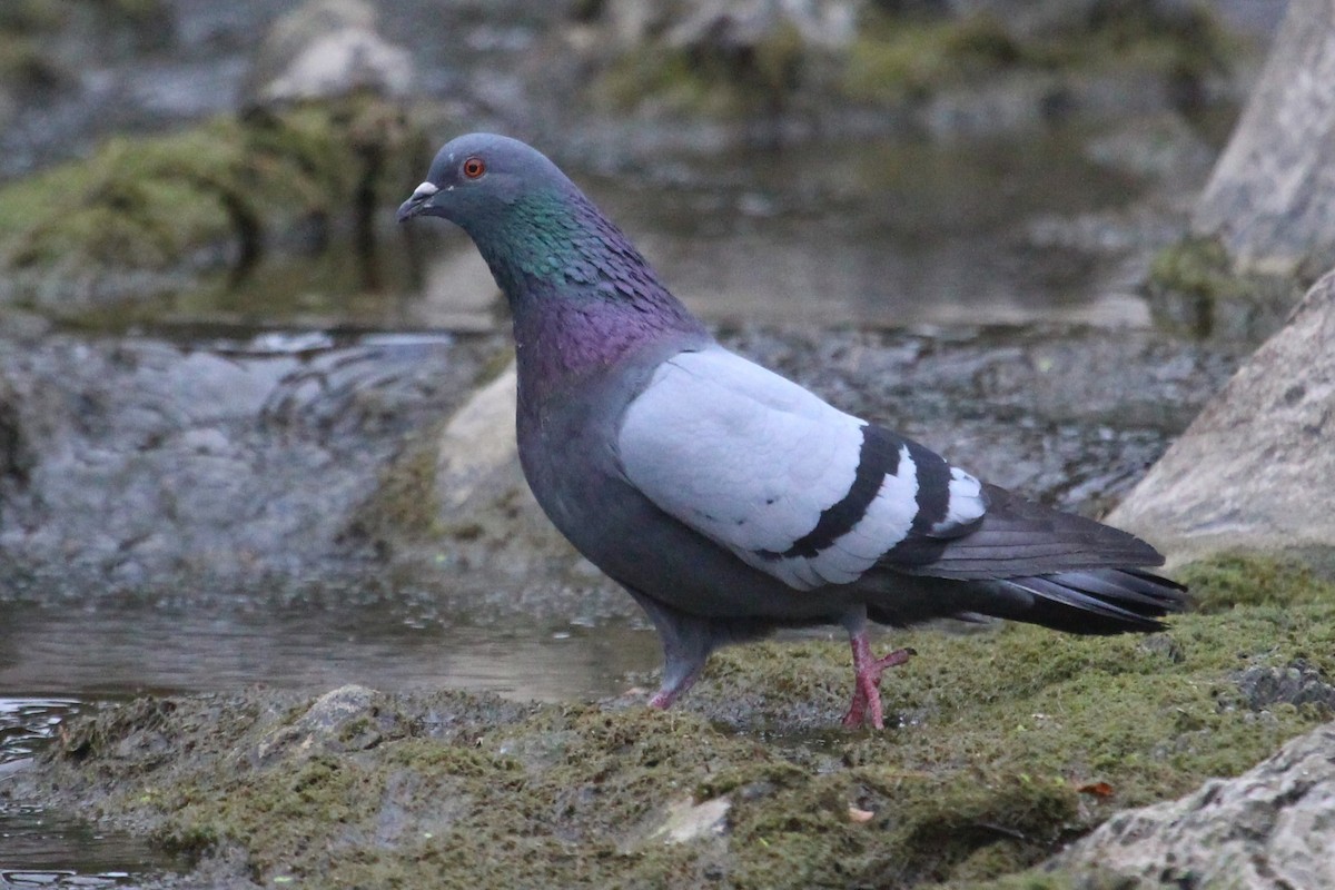 Rock Pigeon (Feral Pigeon) - Charles (PAT) Dollard