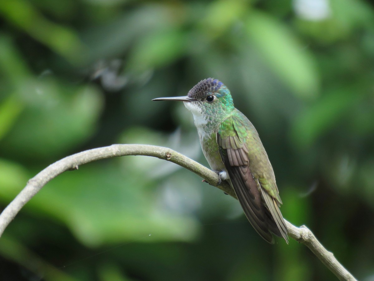 Azure-crowned Hummingbird - ML105305891