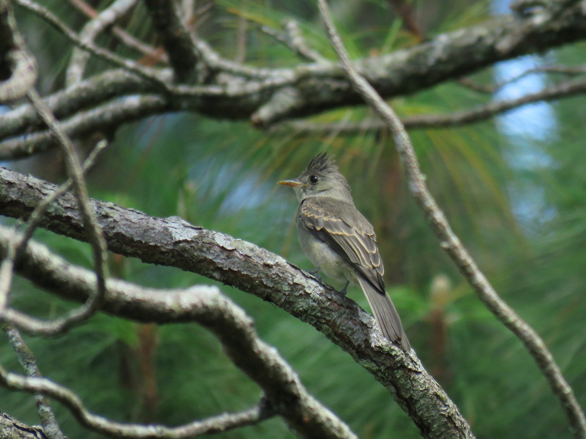 Greater Pewee - ML105306641