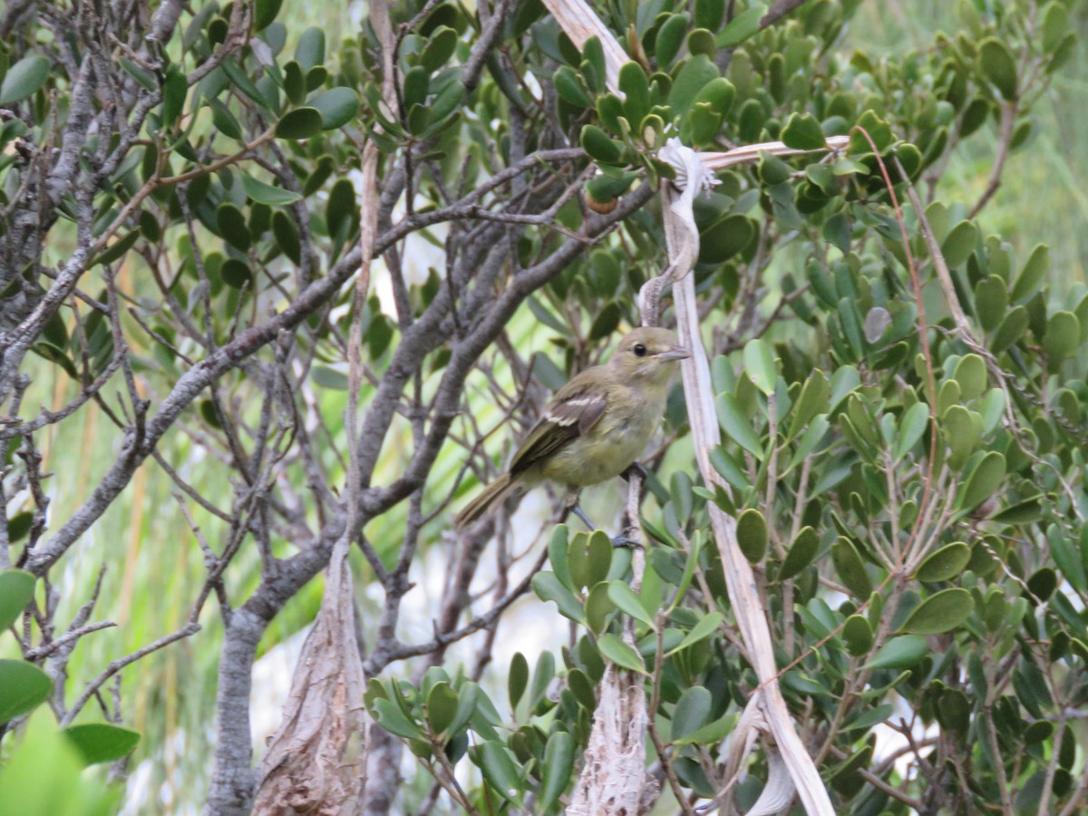 Thick-billed Vireo - ML105308941