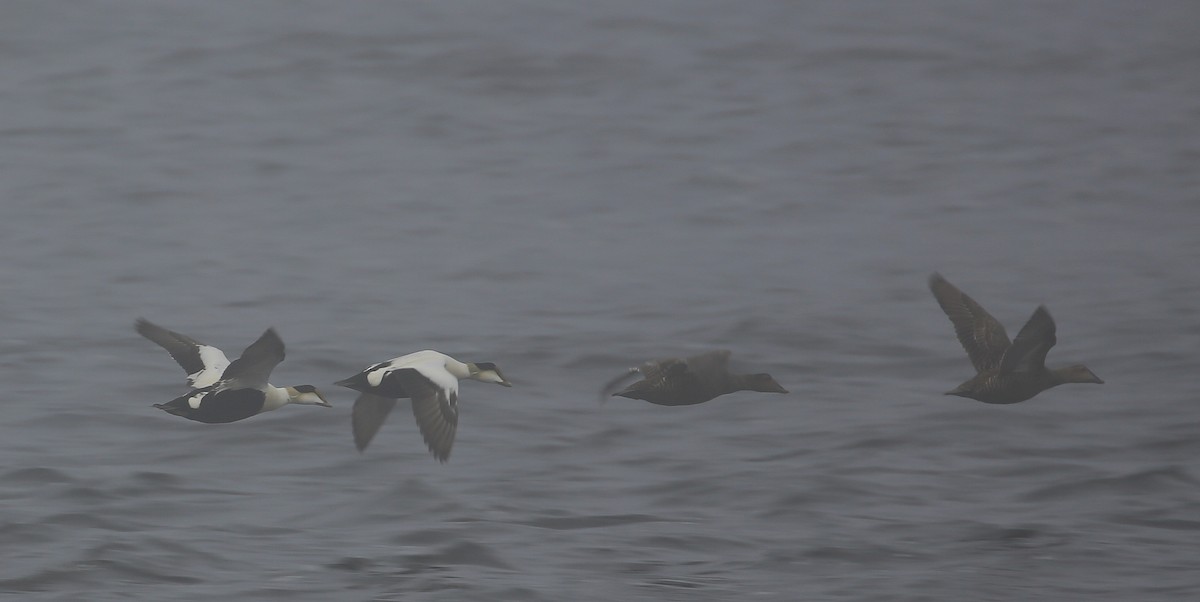 eBird Québec Checklist 26 May 2018 Traversier Tadoussac BaieSte
