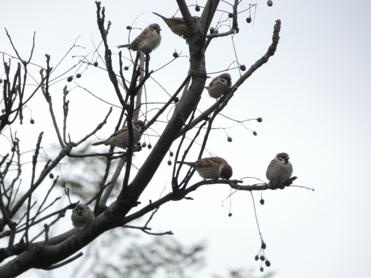 Eurasian Tree Sparrow - ML105316531