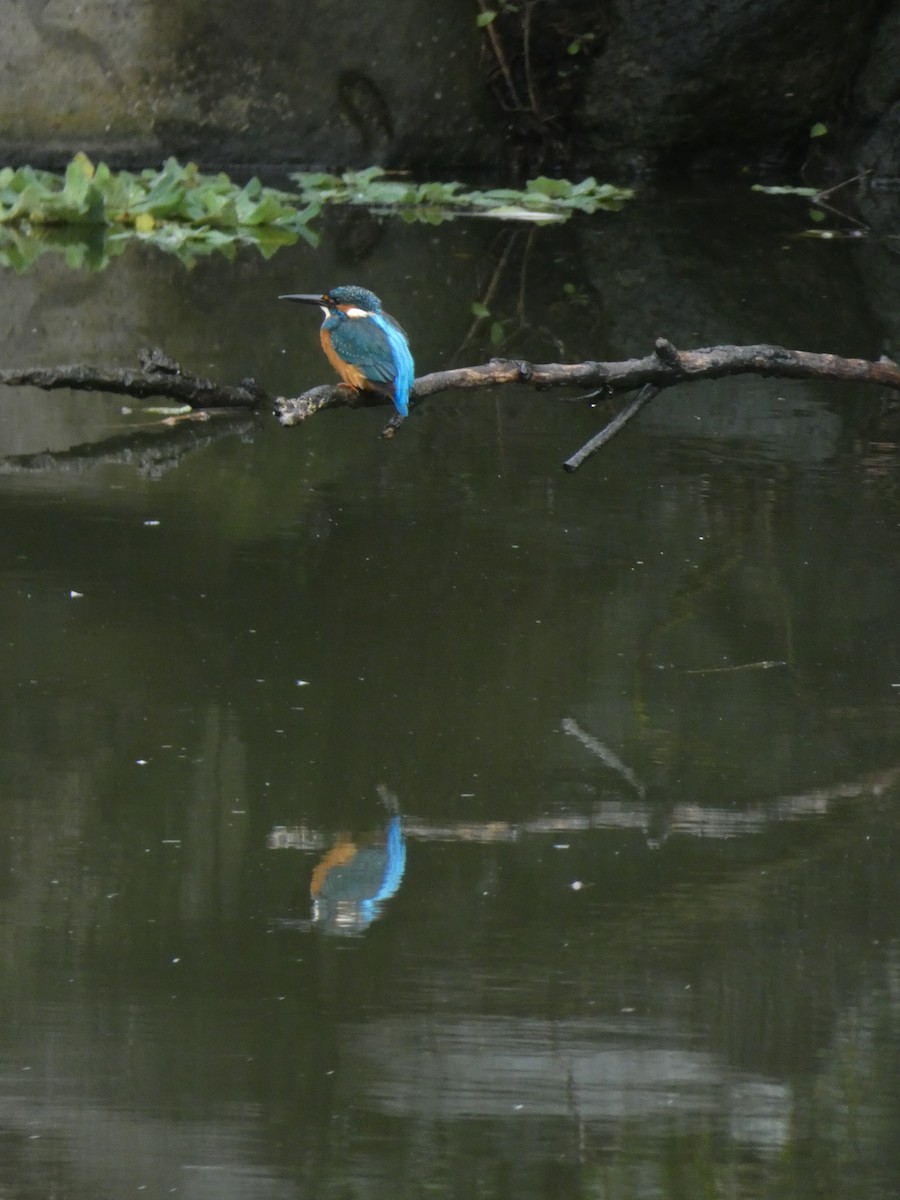 Common Kingfisher - ML105316541