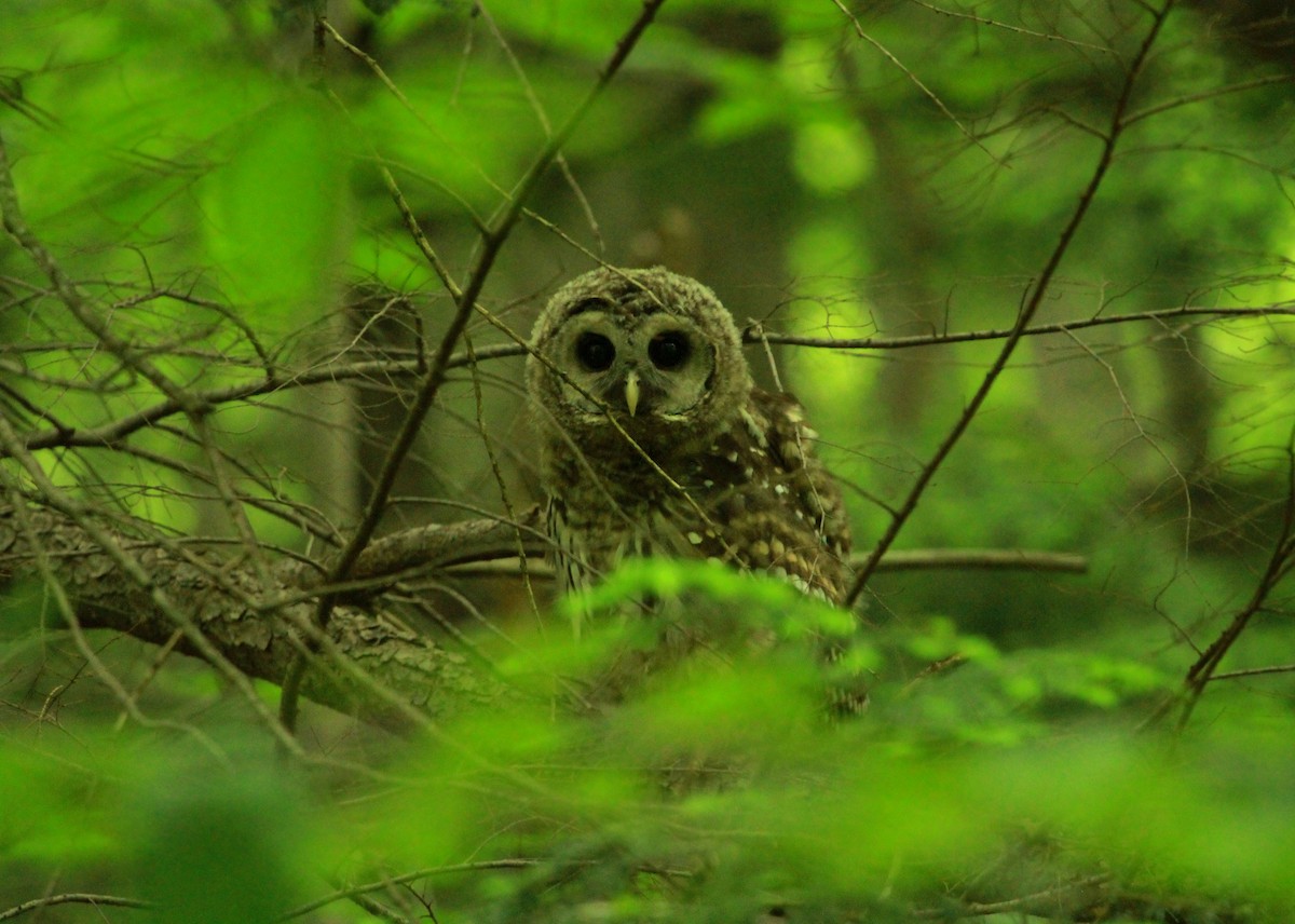 Barred Owl - Samuel Denault