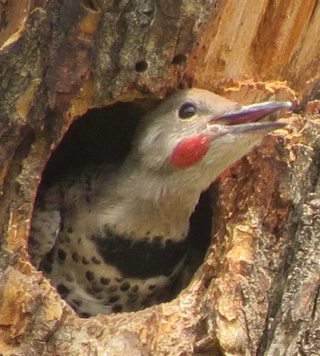 Northern Flicker (Yellow-shafted x Red-shafted) - ML105321131