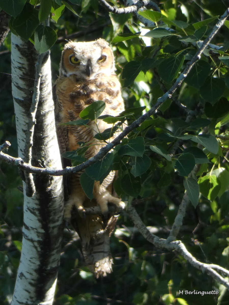 Great Horned Owl - ML105329411