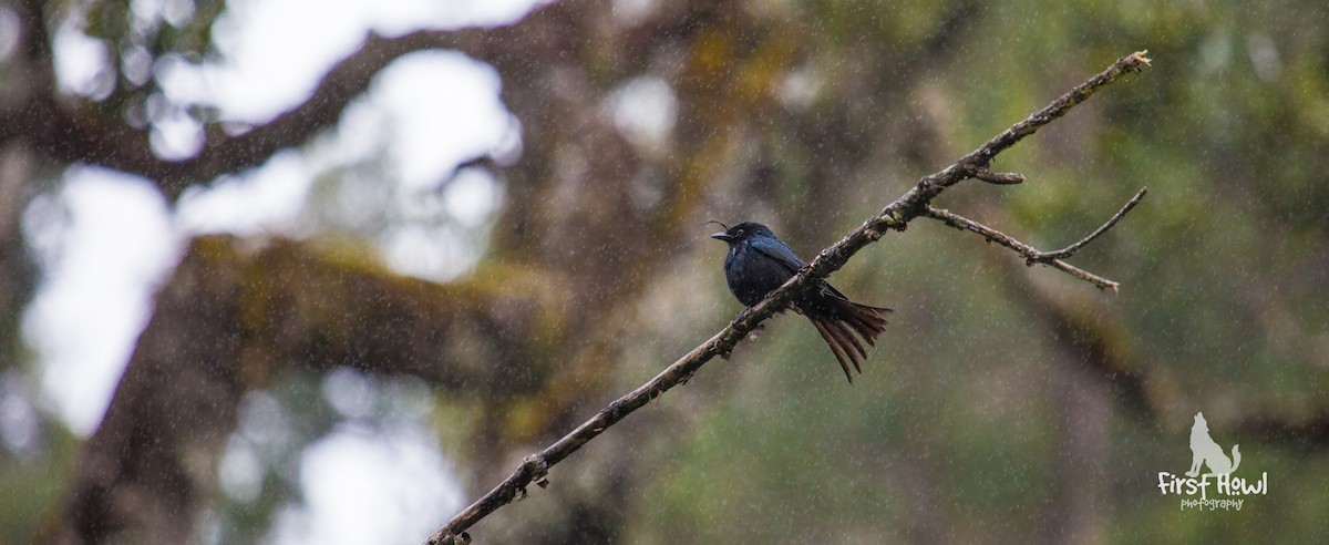 Crested Drongo - ML105331401