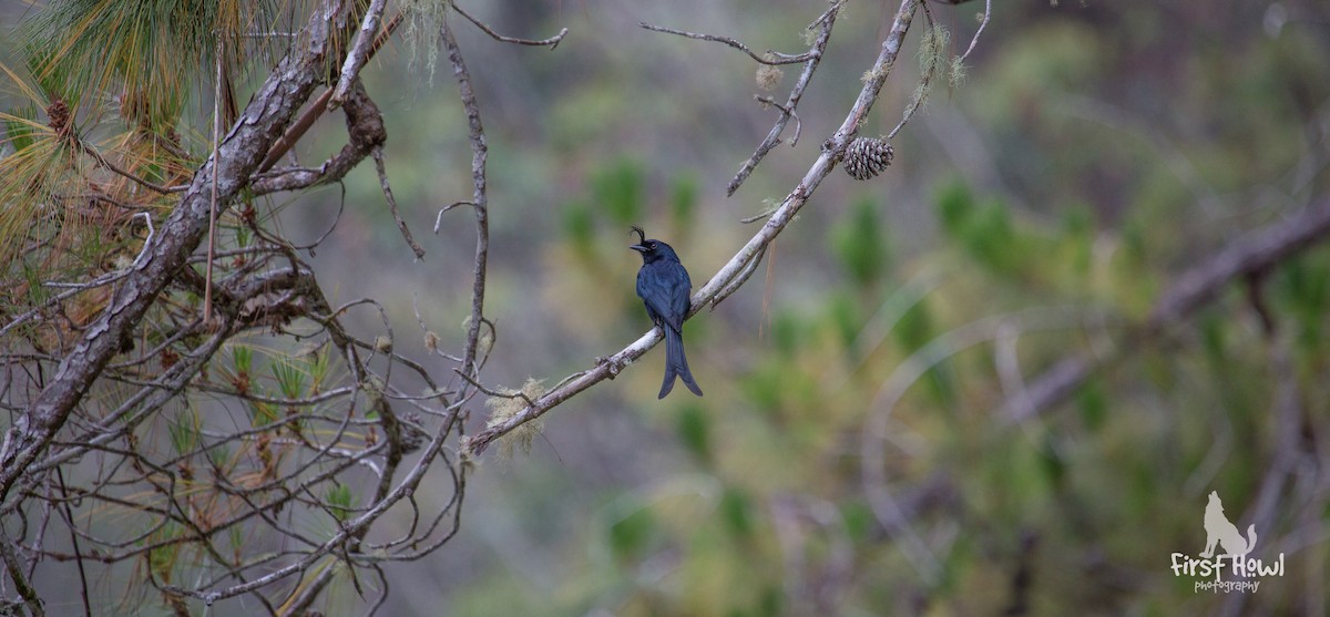 Crested Drongo - ML105331411