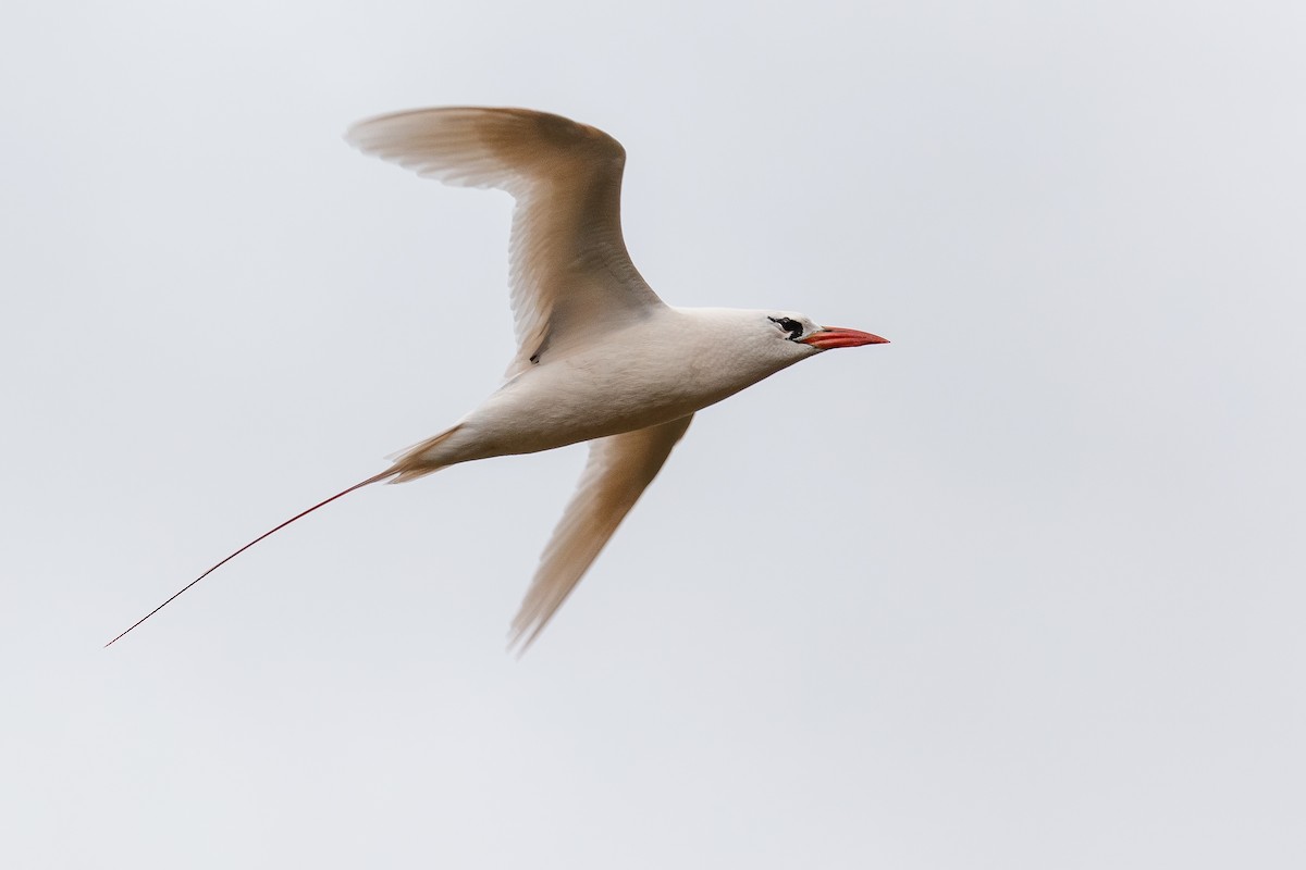 Red-tailed Tropicbird - ML105331521
