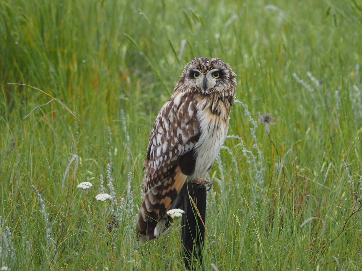 Short-eared Owl - ML105332031