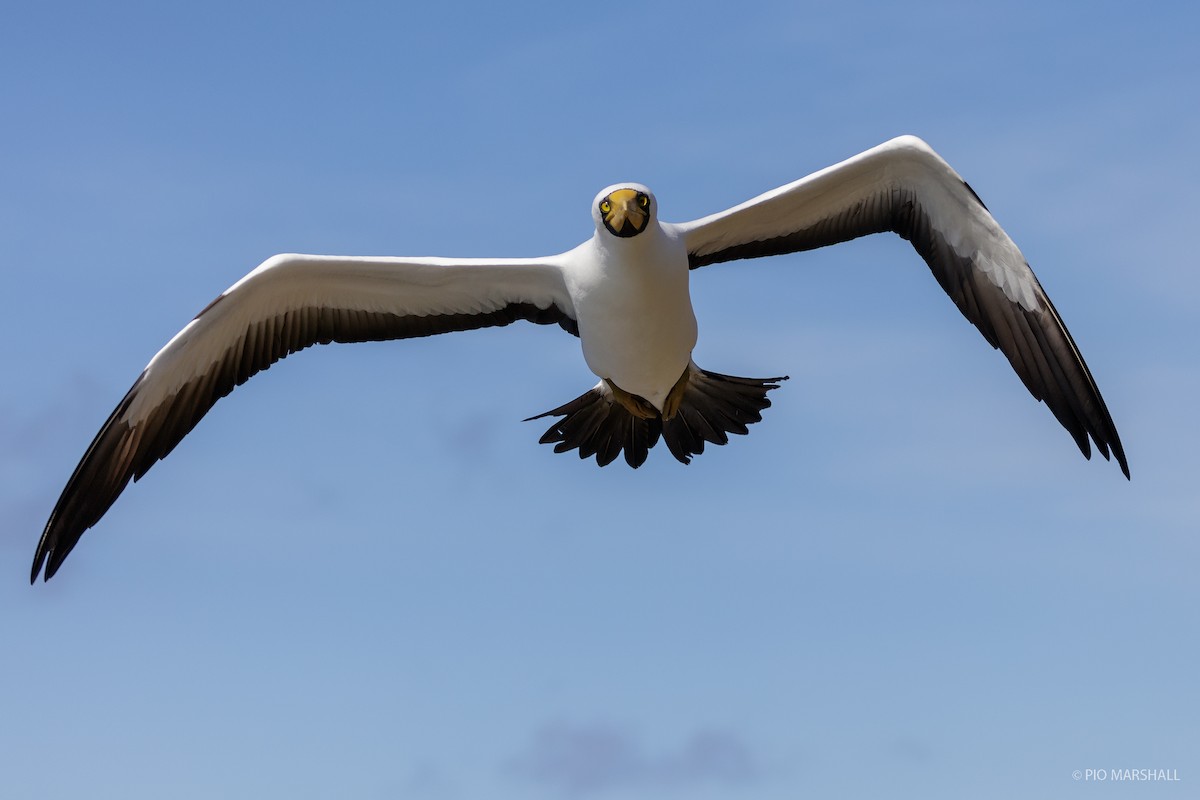 Masked Booby - ML105332971