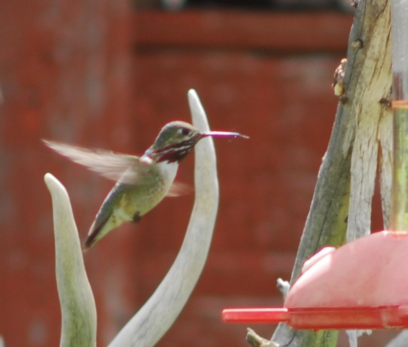 Calliope Hummingbird - ML105336271