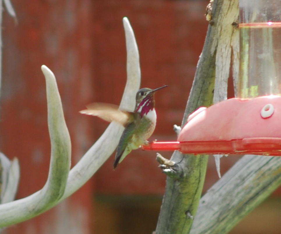 Calliope Hummingbird - ML105336561