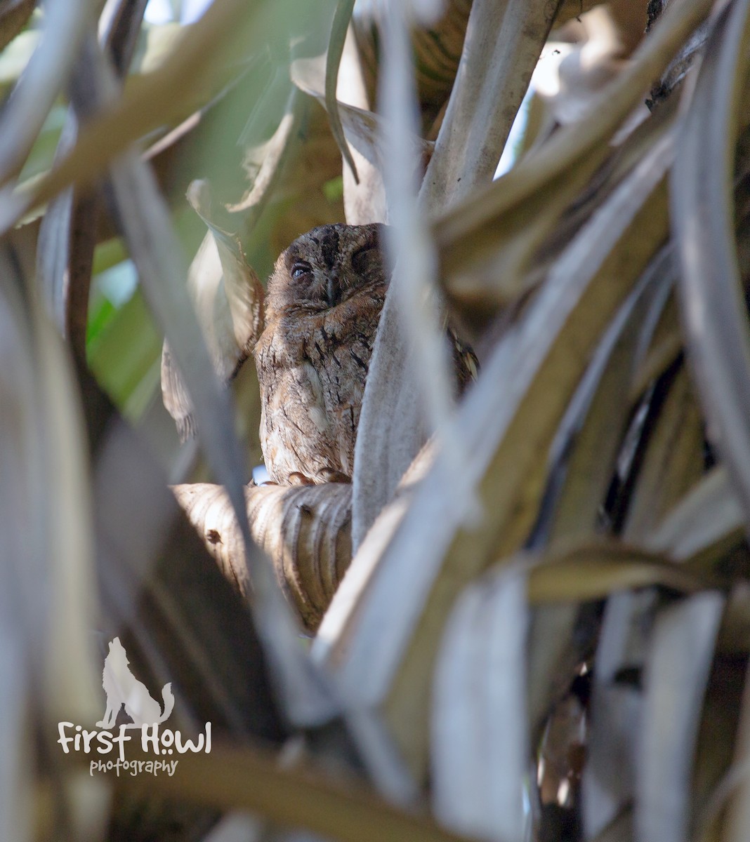Madagascar Scops-Owl (Rainforest) - Michelle Schreder