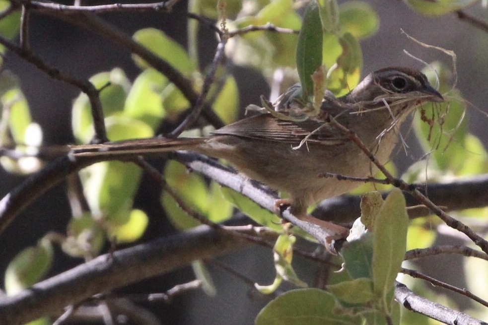 Rufous-crowned Sparrow - Jodhan Fine