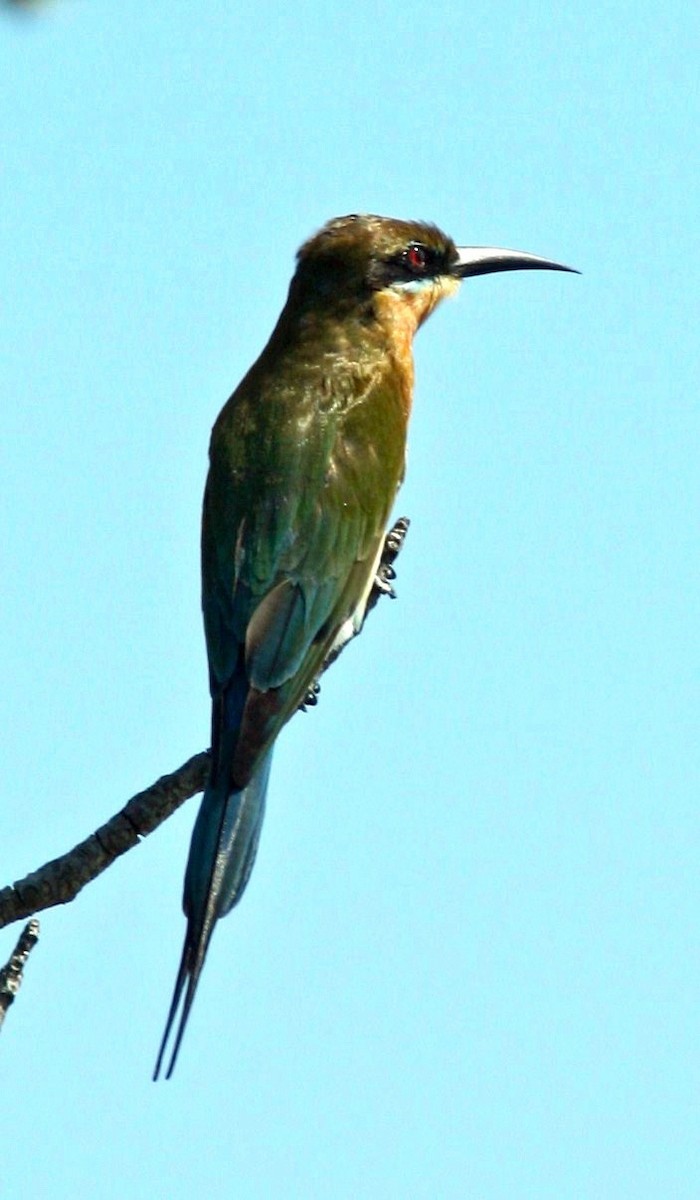 Blue-tailed Bee-eater - Connie Lintz